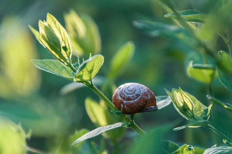 Organic Pest Control