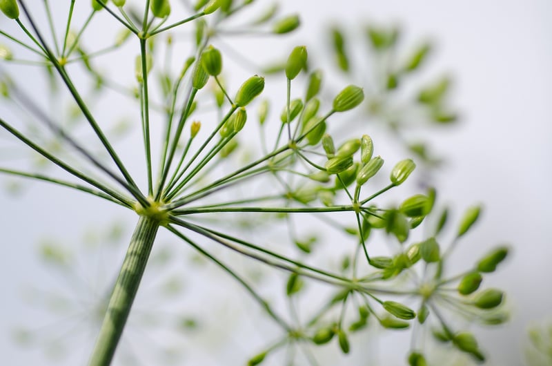 Herb Spiral Close-up