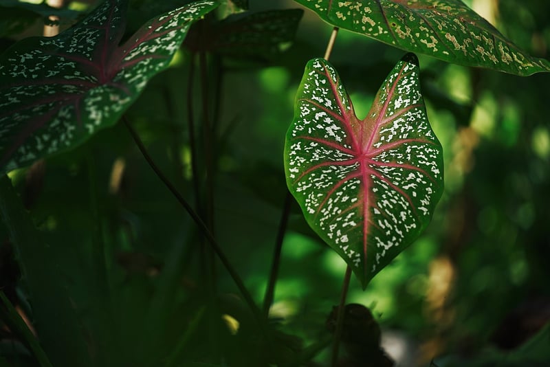 Plant Care